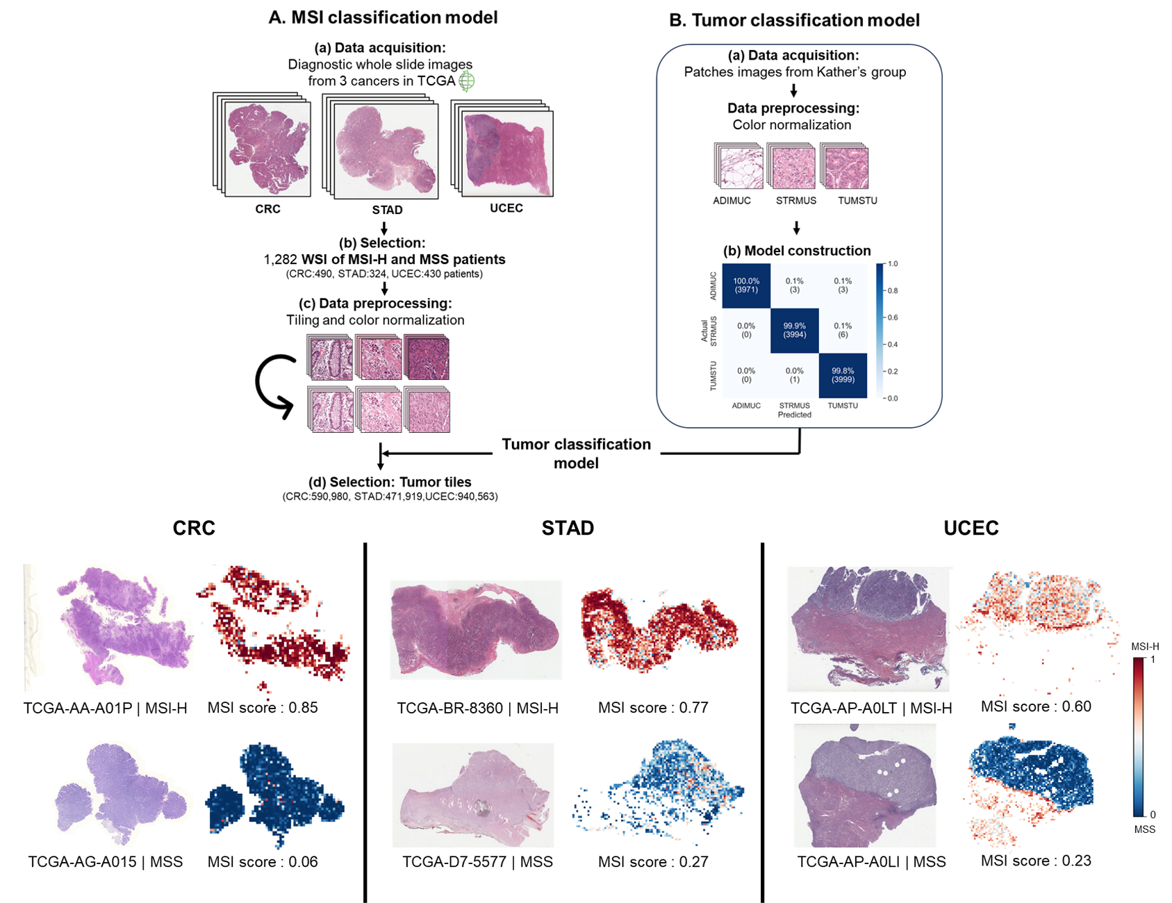 Microsatellite Instability Detection using WSI